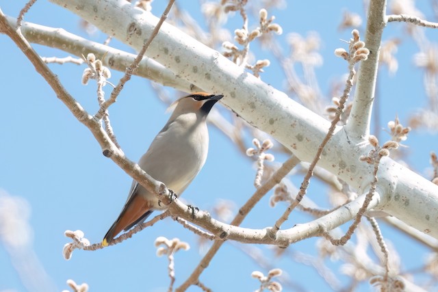 Bohemian Waxwing