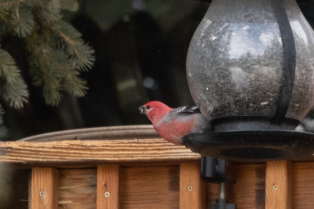 Pine Grosbeak