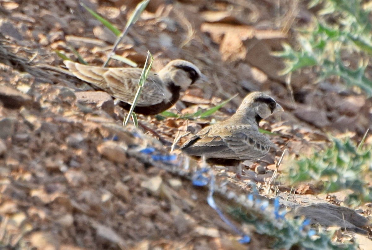 Ashy-crowned Sparrow-Lark - John Bruin