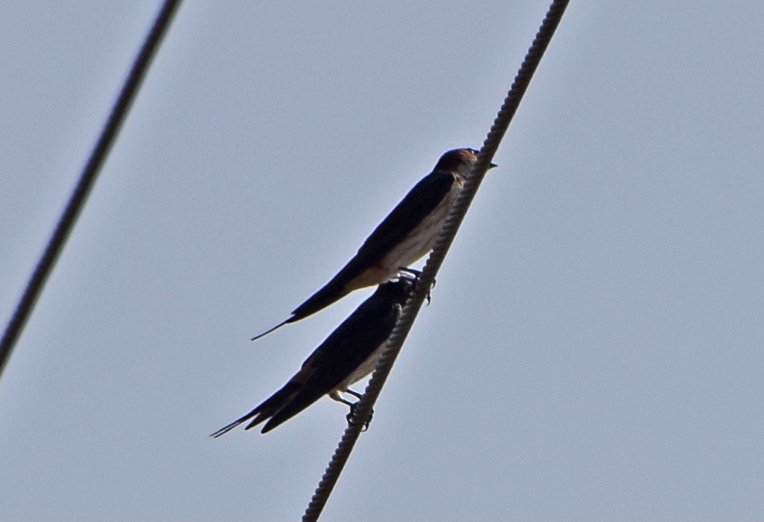 Red-rumped Swallow - ML557181471