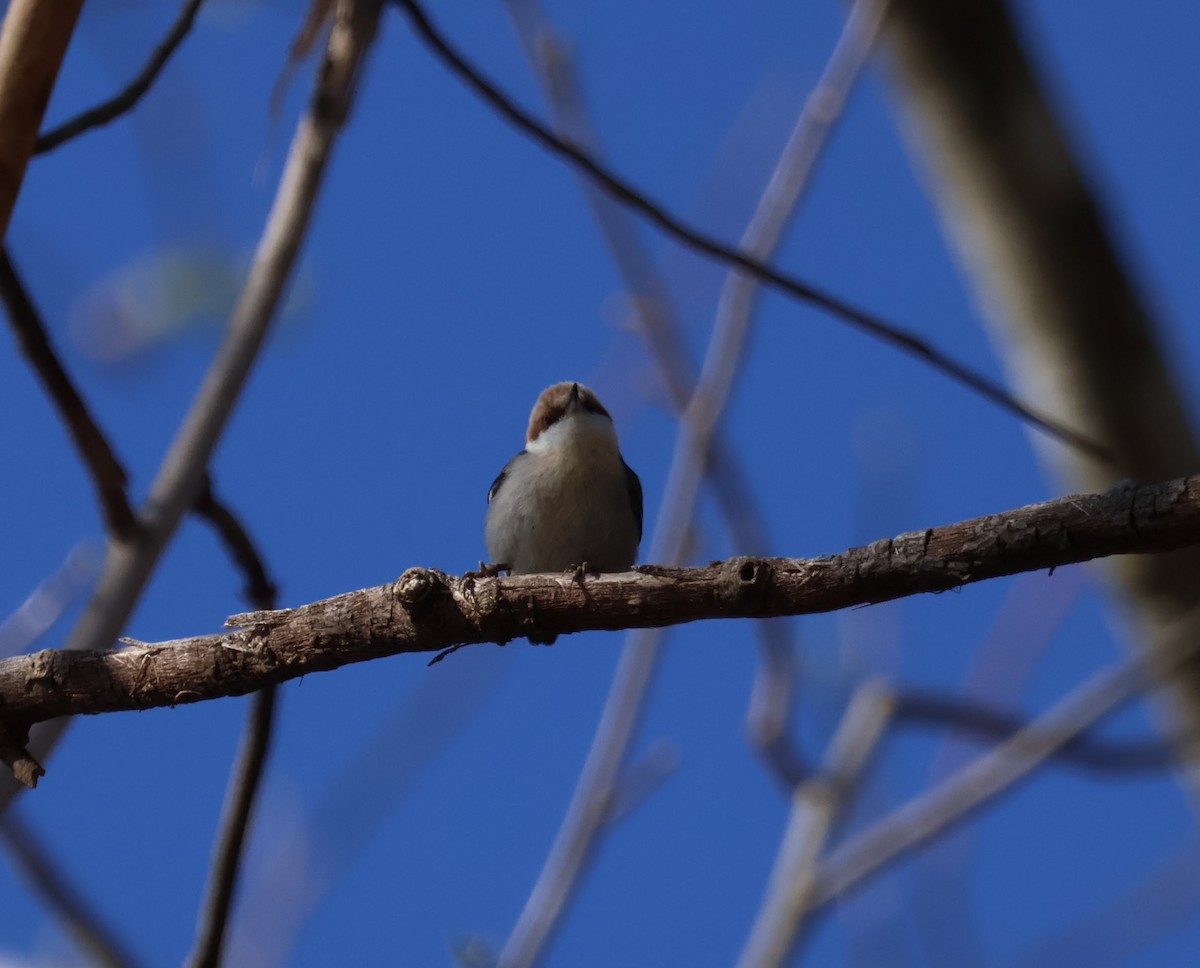 Brown-headed Nuthatch - ML557182711