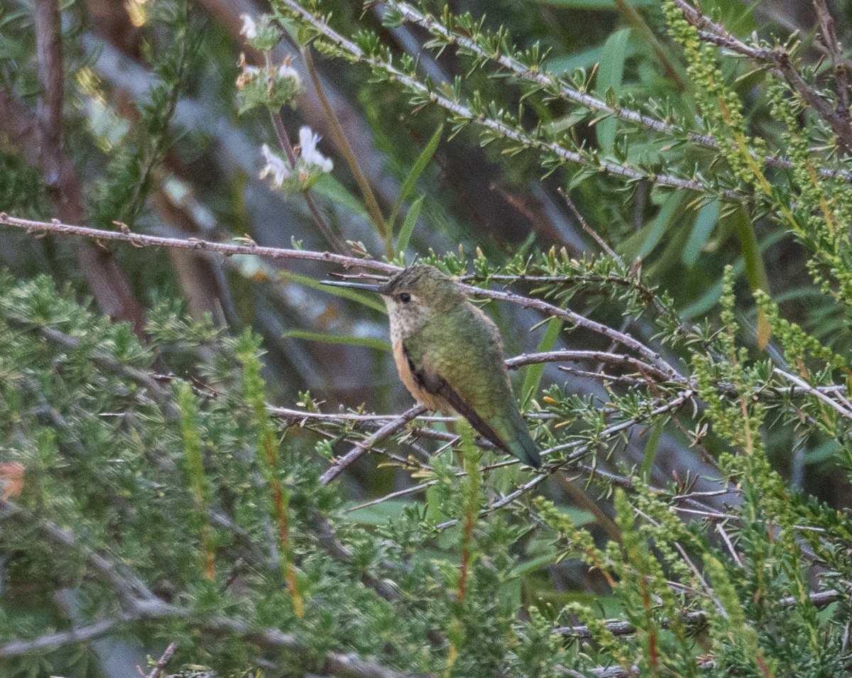 Calliope Hummingbird - ML55718301