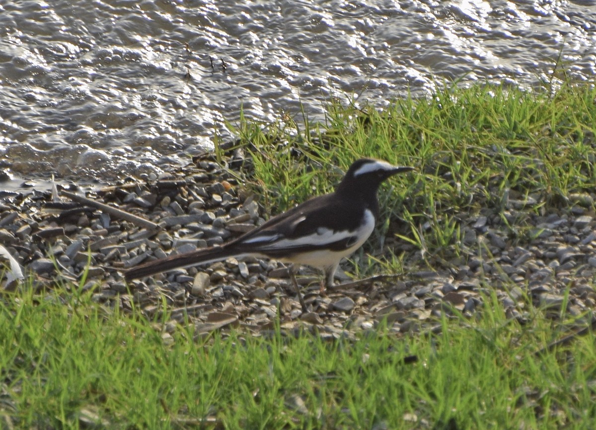 White-browed Wagtail - ML557184541