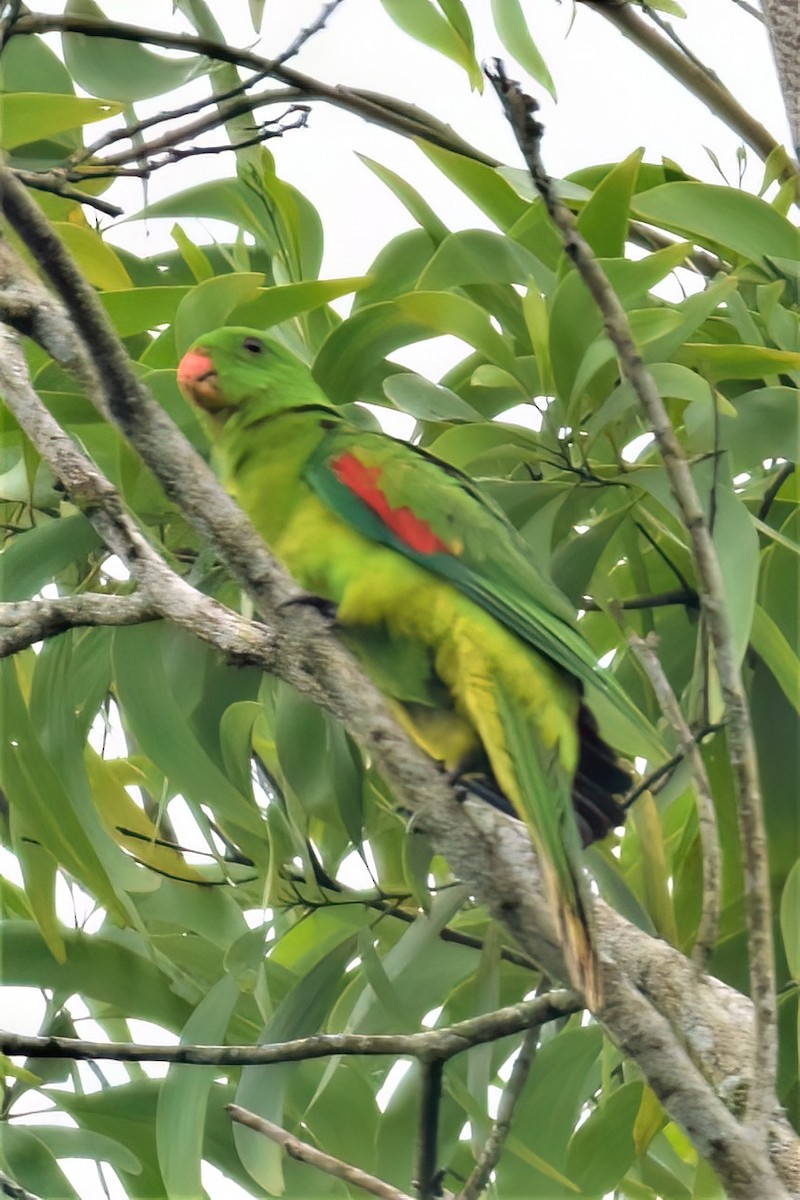 Папужець-червонокрил тиморський - ML557189991