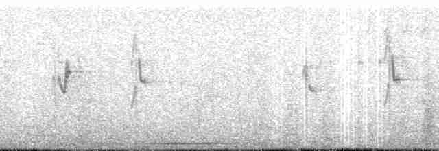Colibri trompeur - ML55719