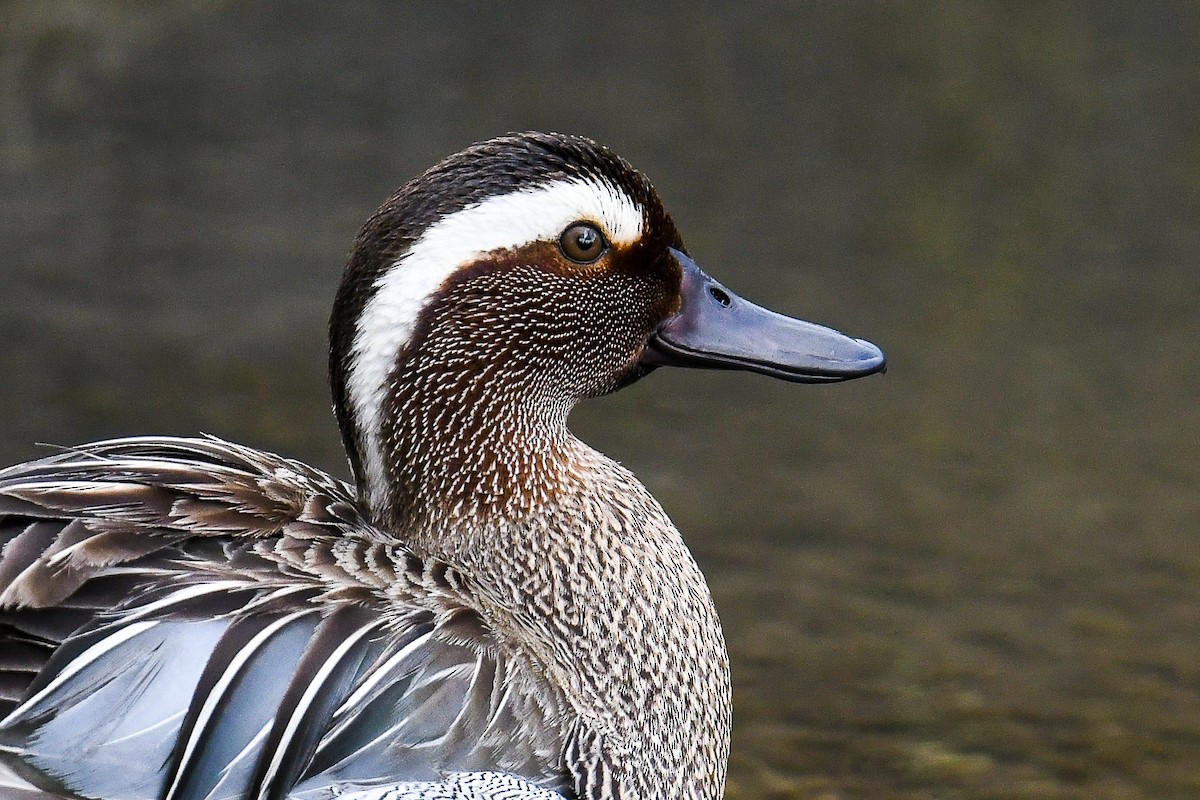 Garganey - Spatula querquedula - Media Search - Macaulay Library and eBird