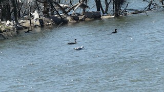Greater White-fronted Goose, ML557195221
