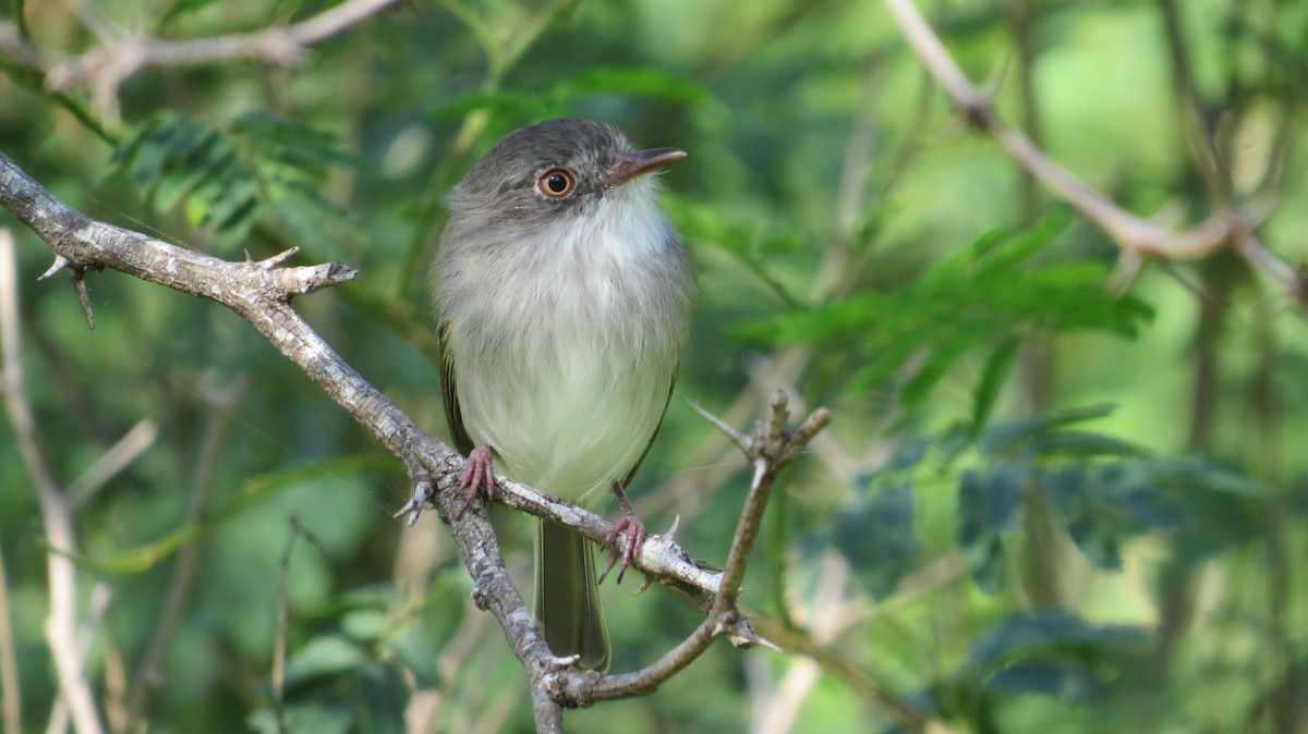 Pearly-vented Tody-Tyrant - ML557198581