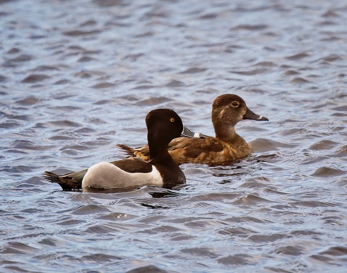 Ring-necked Duck - ML557201461
