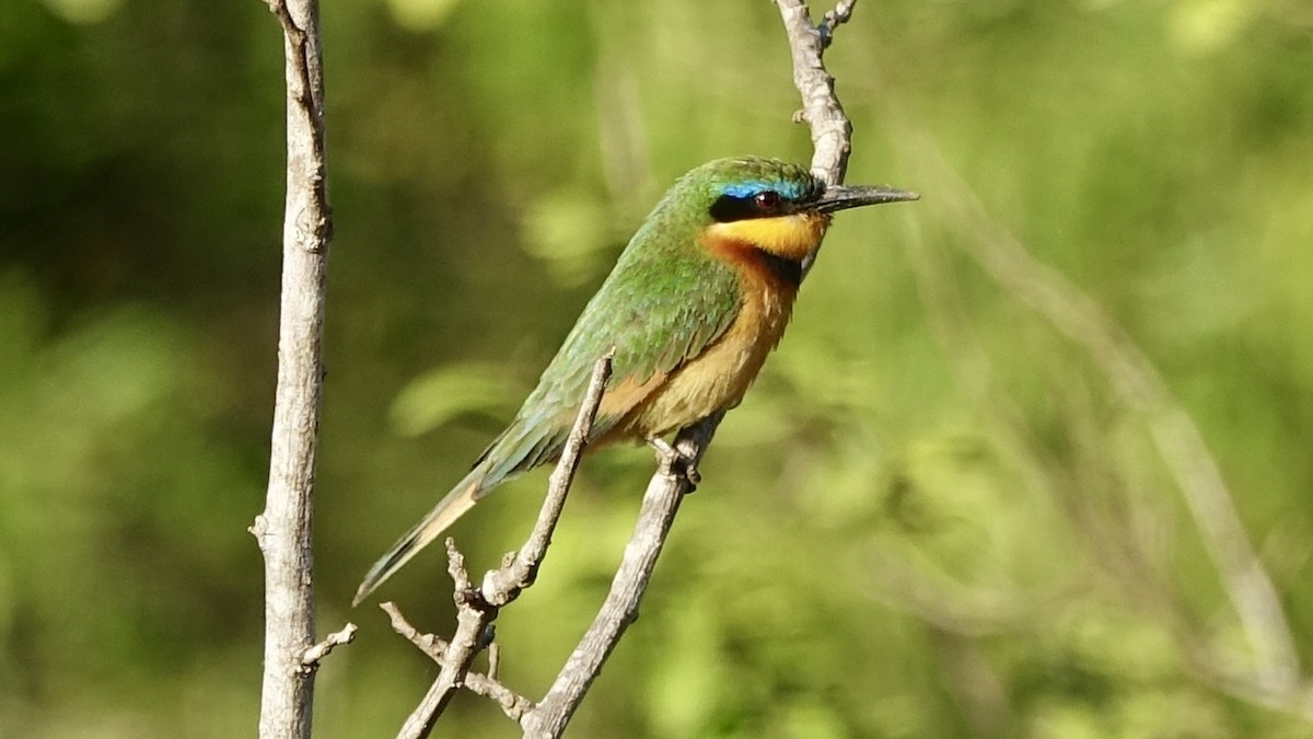 Little Bee-eater - ML557203681