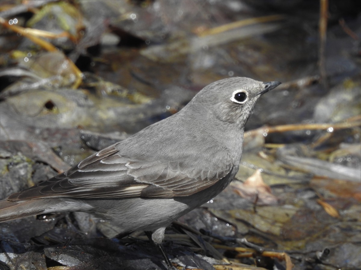Townsend's Solitaire - ML557204131
