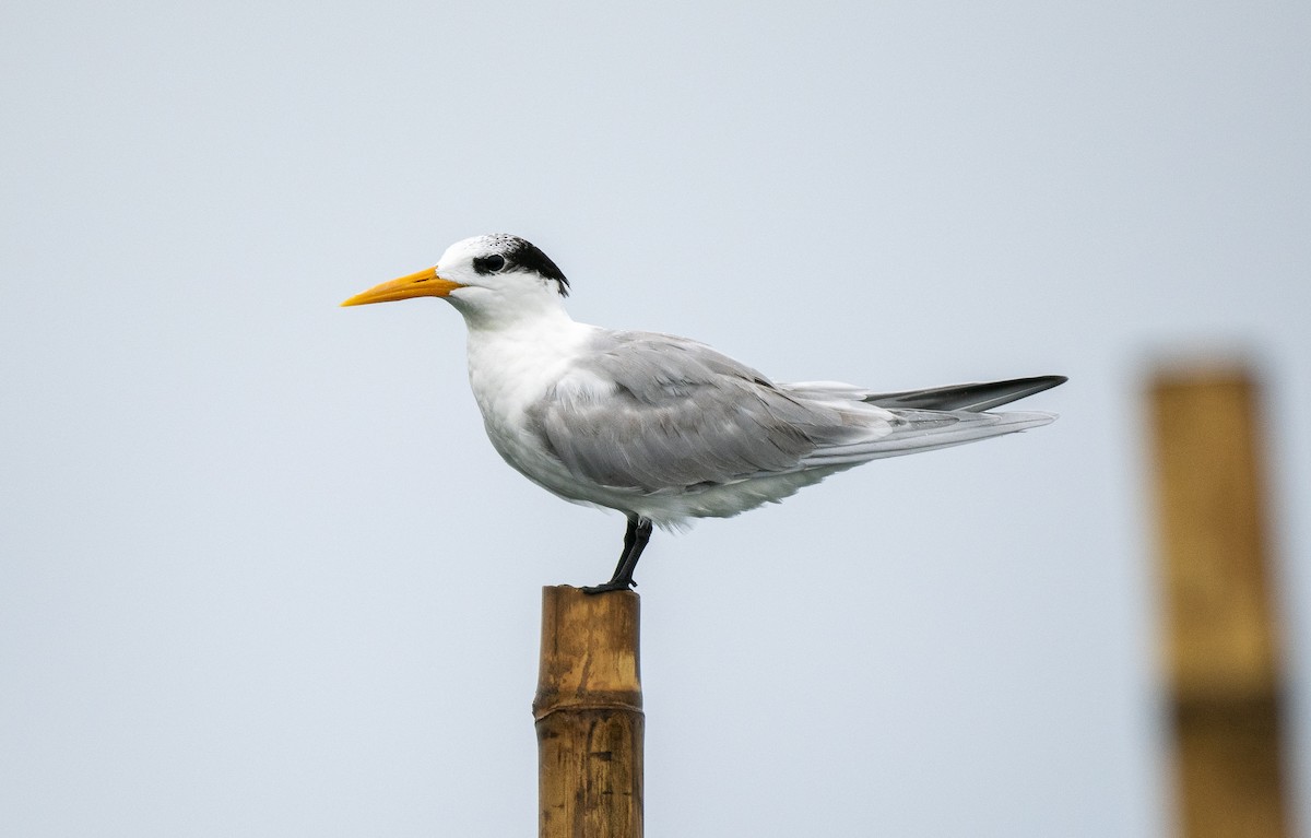 Lesser Crested Tern - Forest Botial-Jarvis