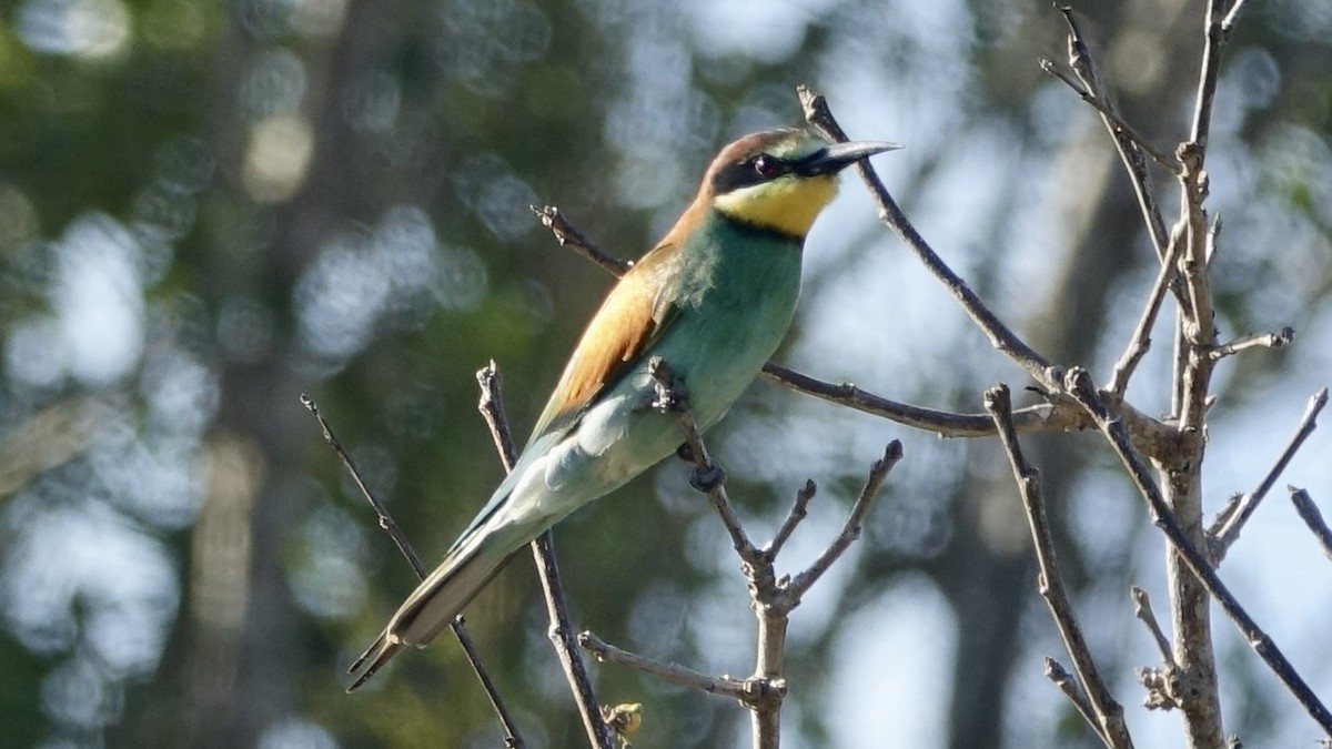 European Bee-eater - ML557206811