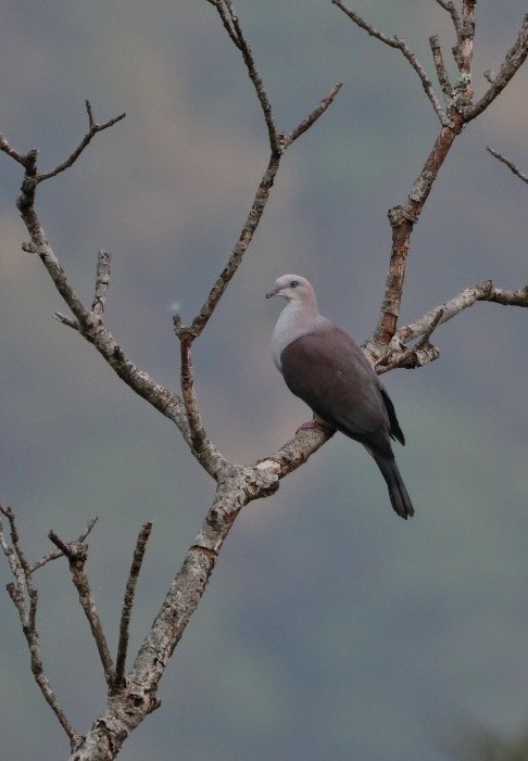 Mountain Imperial-Pigeon - ML557214481