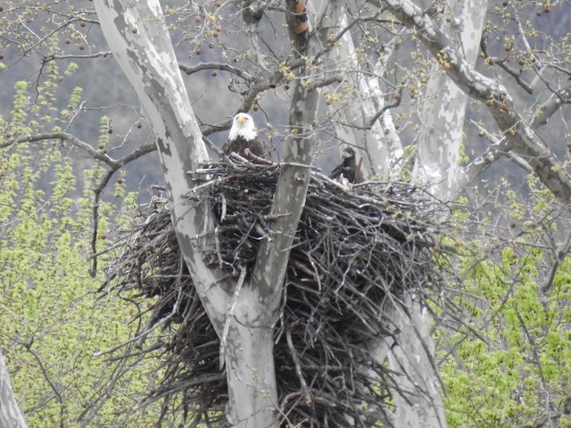 Breeding - Bald Eagle - Haliaeetus leucocephalus - Birds of the World