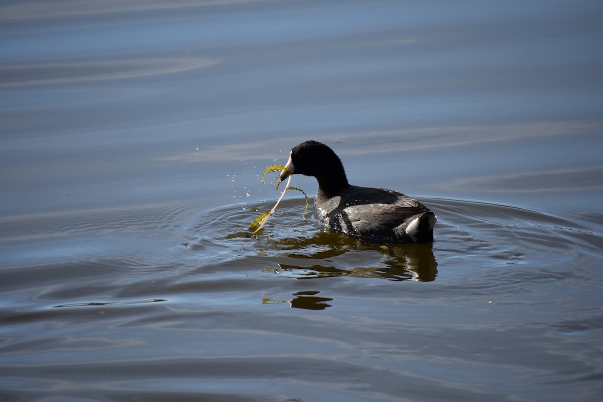 eBird Checklist 13 Apr 2023 Celery Bog Nature Area 46 species