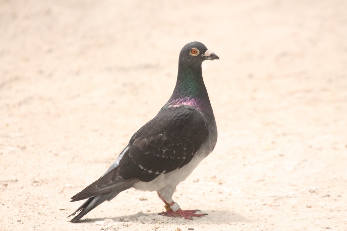 Rock Pigeon (Feral Pigeon) - ML557219431