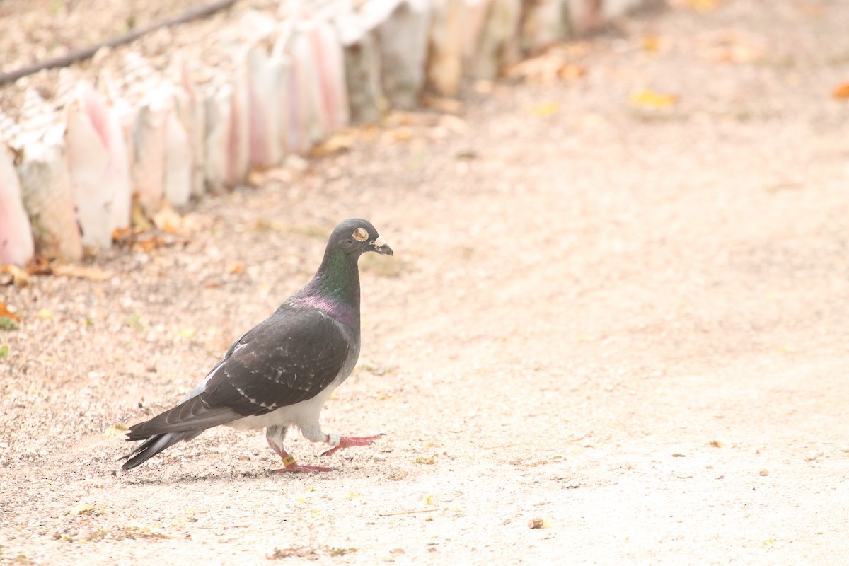 Rock Pigeon (Feral Pigeon) - ML557219441