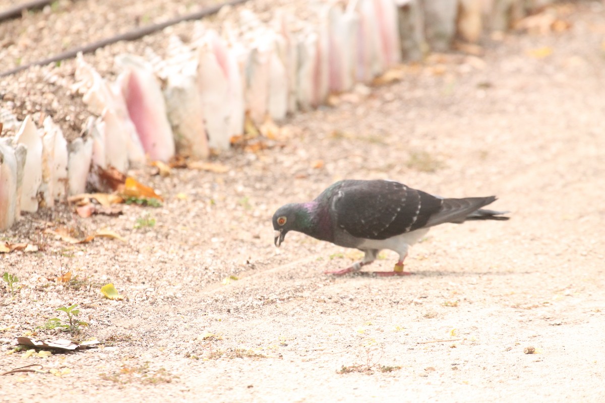 Rock Pigeon (Feral Pigeon) - ML557219461