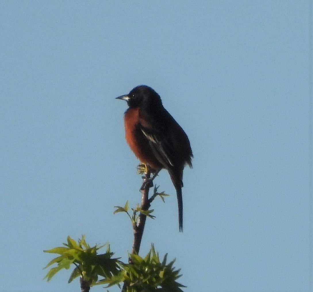 Orchard Oriole - ML557224291
