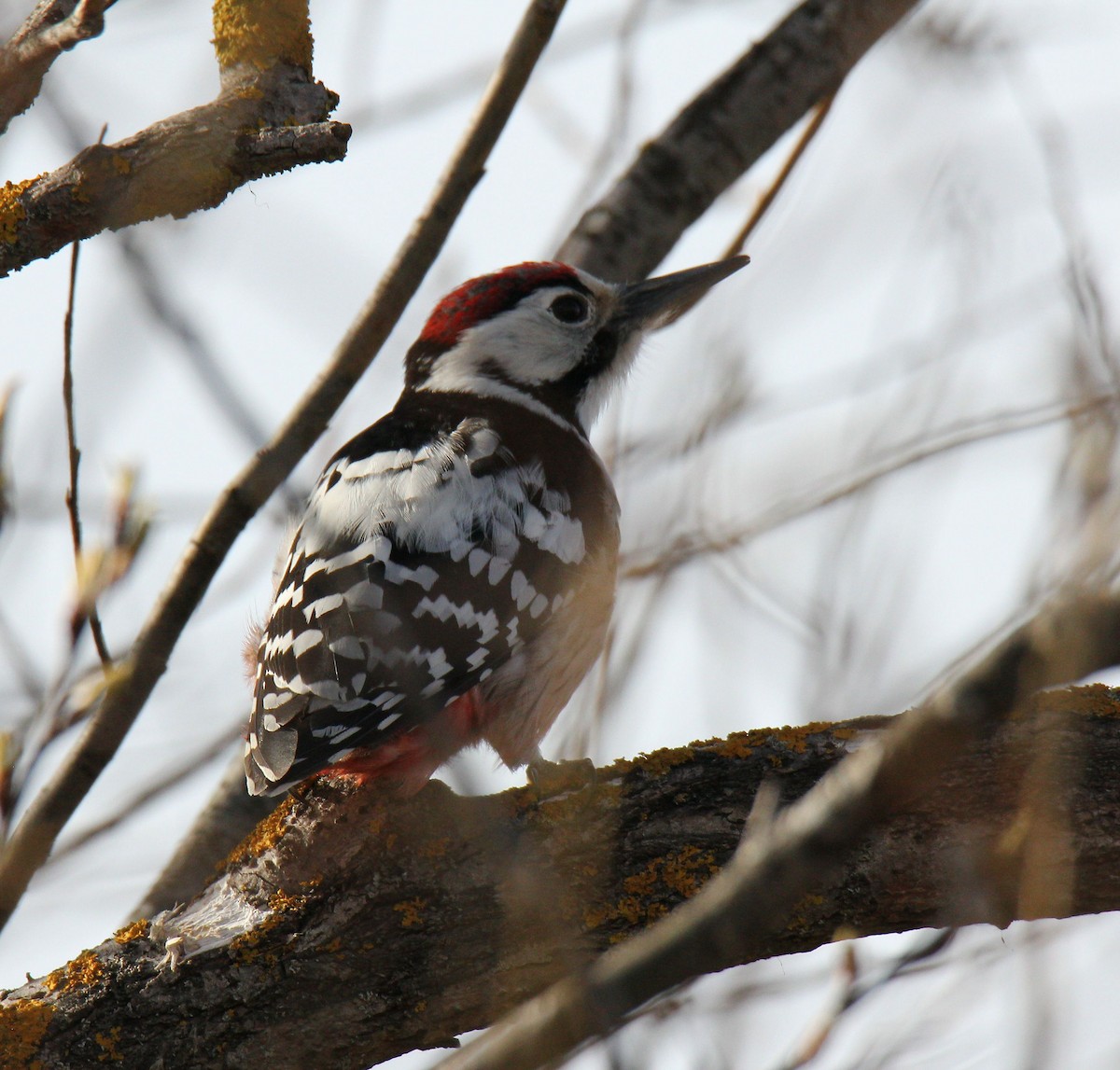 White-backed Woodpecker - Andrey Vlasenko