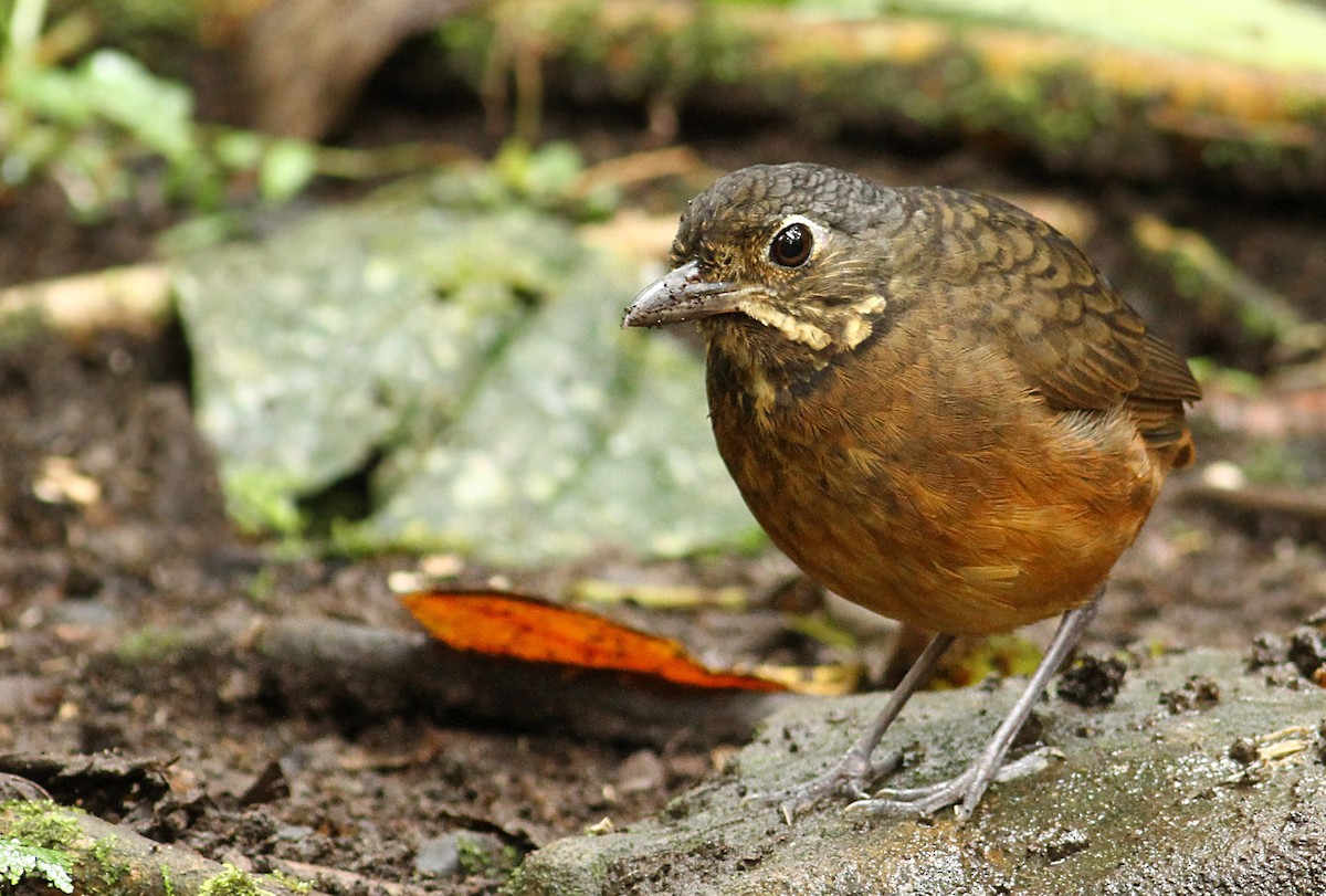 Scaled Antpitta - Anonymous