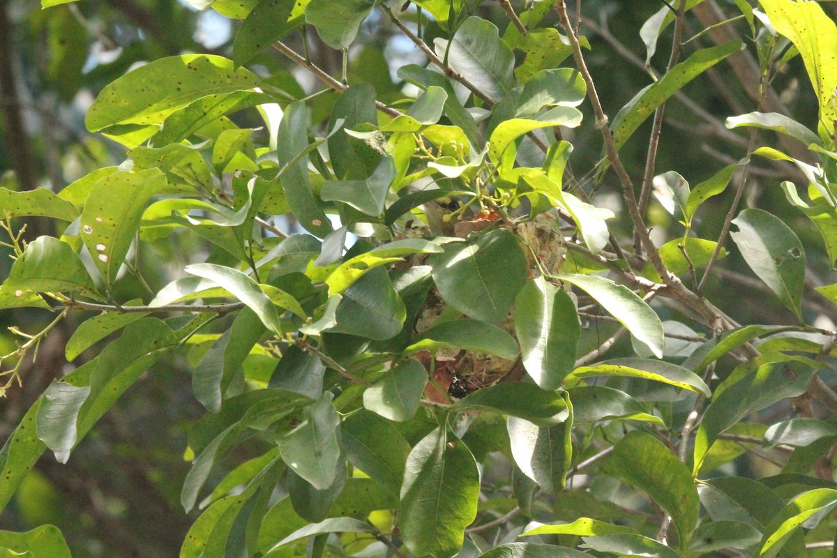 Thick-billed Vireo - ML557227331