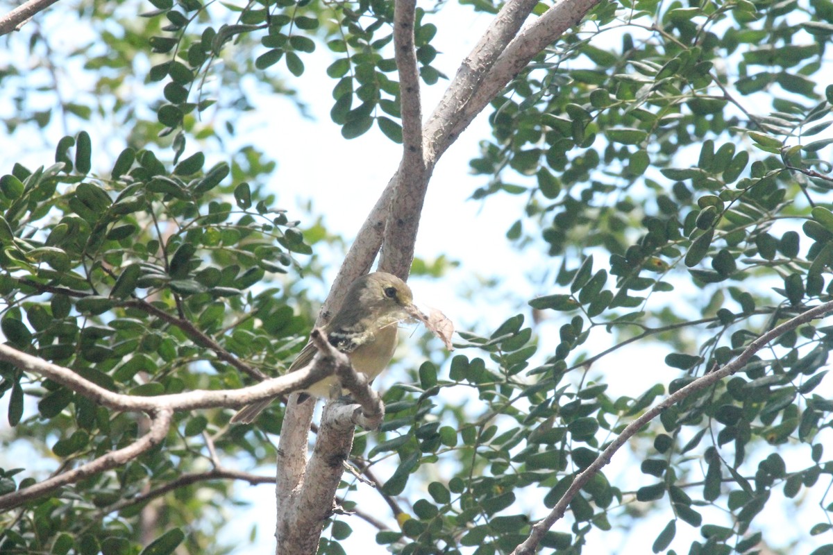 Thick-billed Vireo - ML557227451