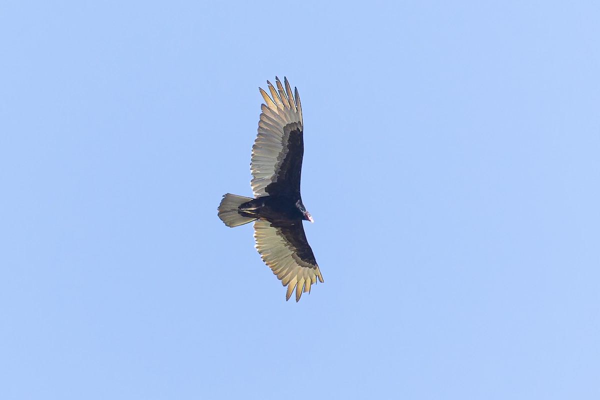 Turkey Vulture - ML557232191