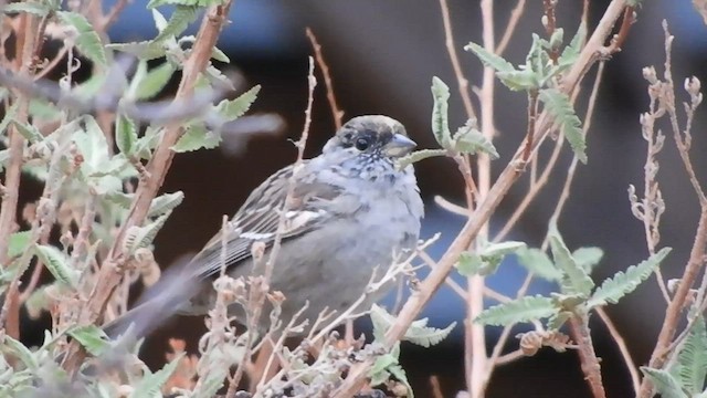 Golden-crowned Sparrow - ML557232441