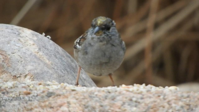 Golden-crowned Sparrow - ML557232501