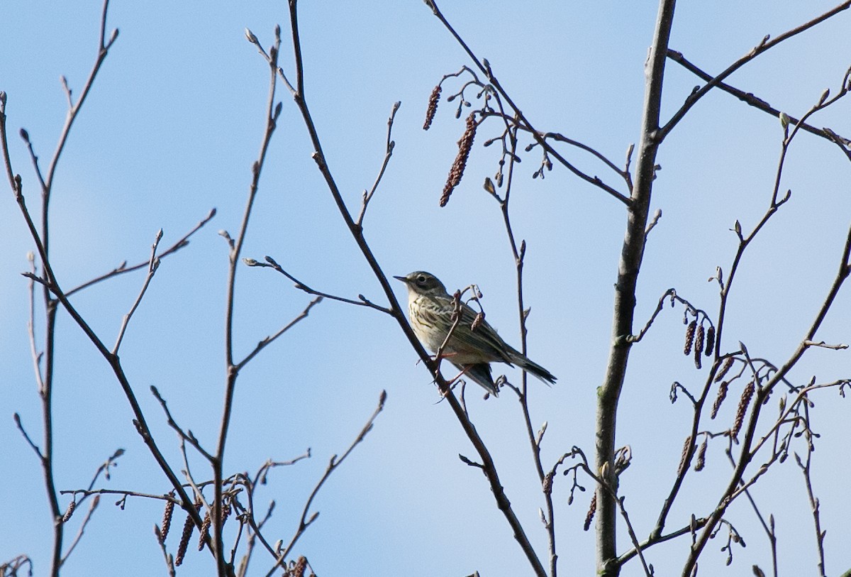 Meadow Pipit - ML557233991