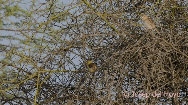 Sudan Golden Sparrow - ML557235441