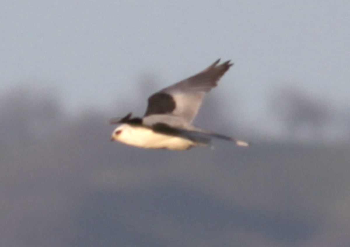 White-tailed Kite - ML557235991