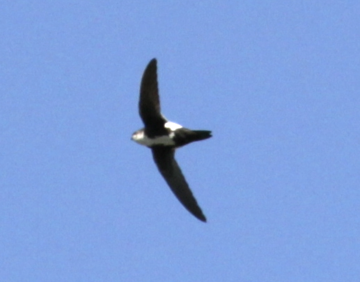White-throated Swift - ML557236911