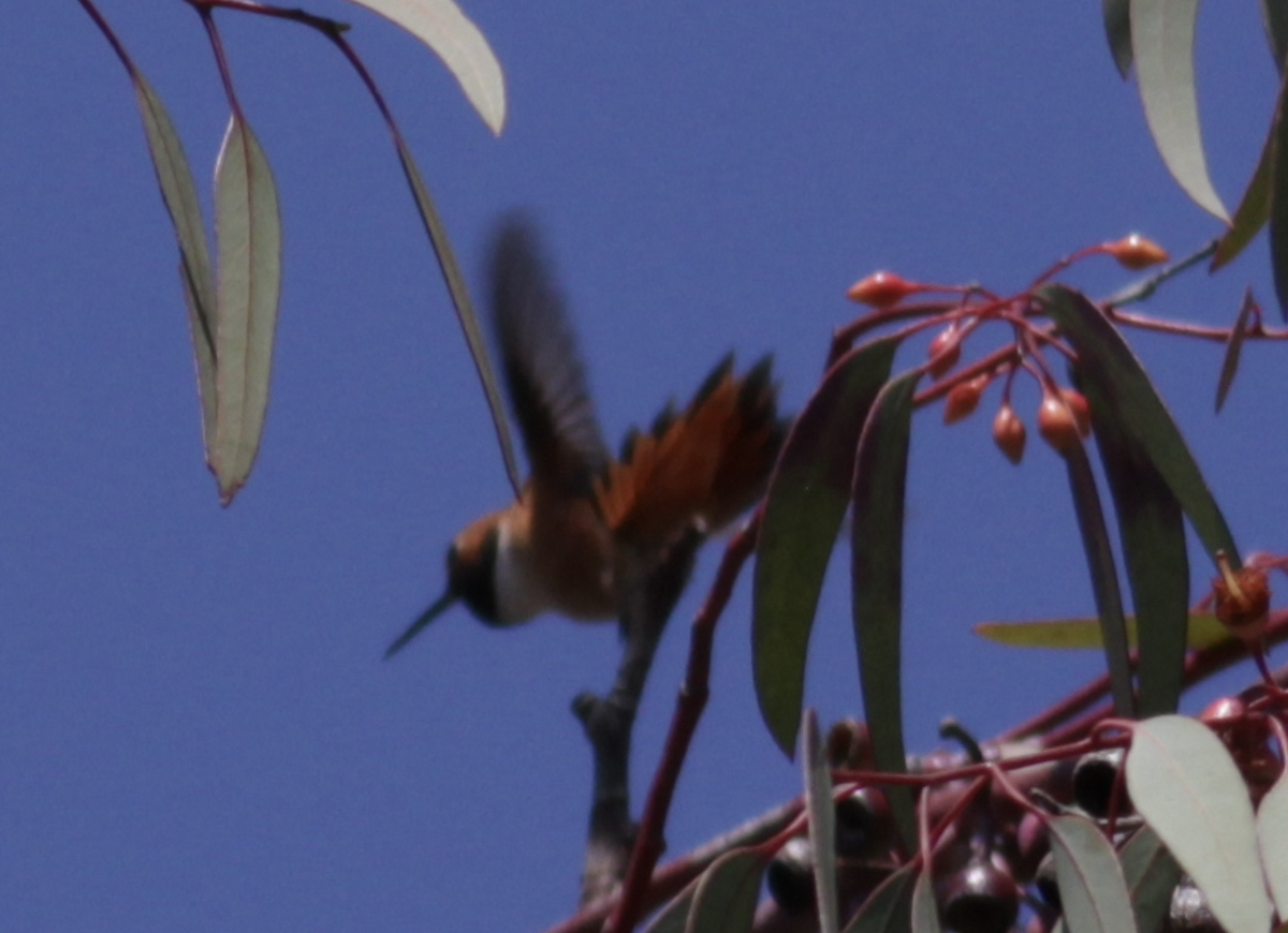 Rufous Hummingbird - ML557237251
