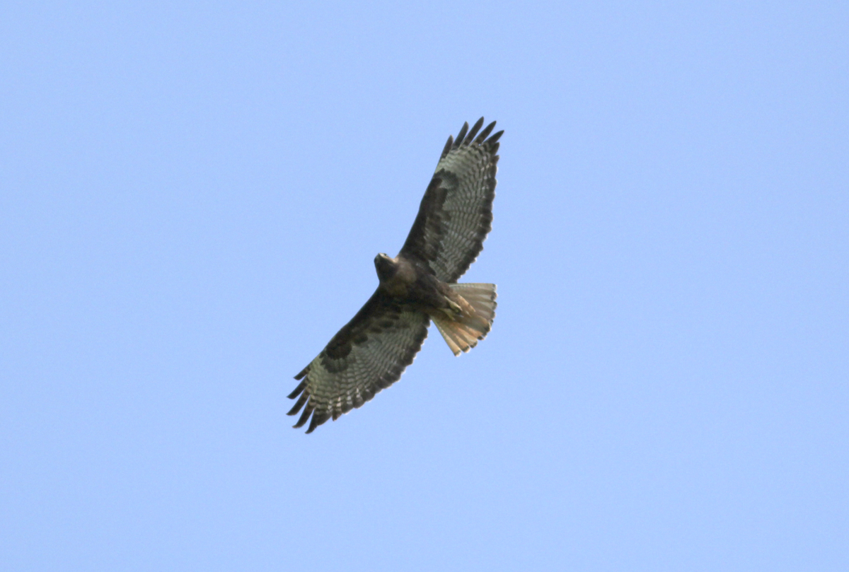 Red-tailed Hawk - ML557237391