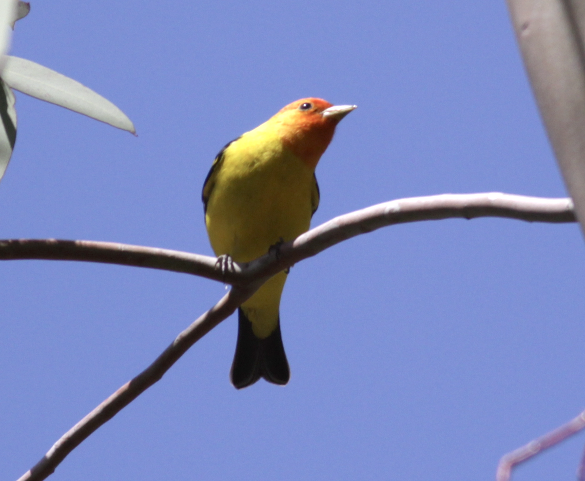 Western Tanager - ML557237571