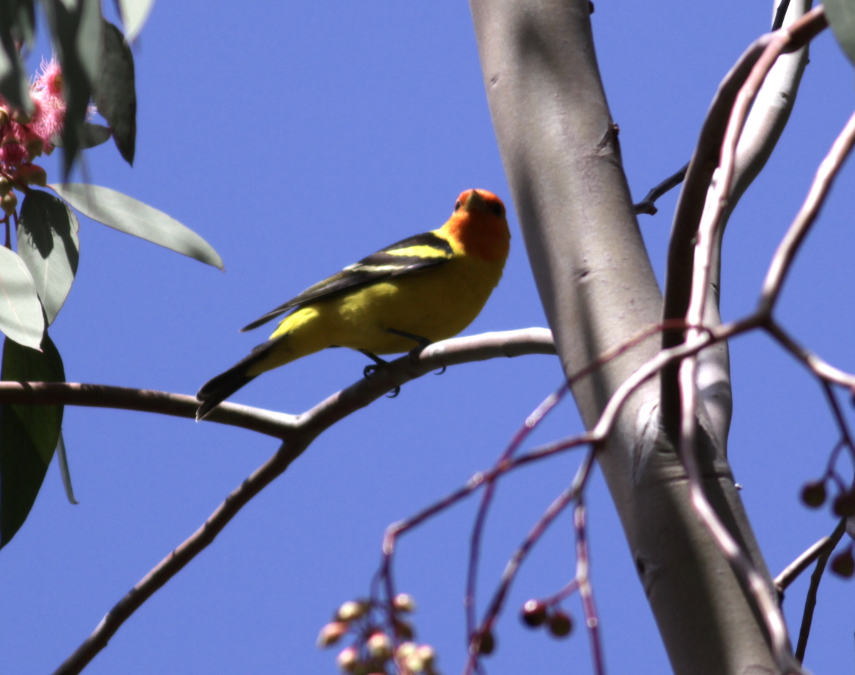 Western Tanager - ML557237581