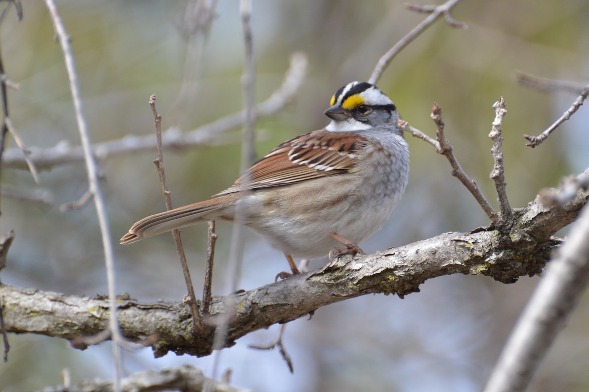 White-throated Sparrow - Wayne Grubert