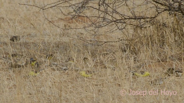 Sudan Golden Sparrow - ML557237701