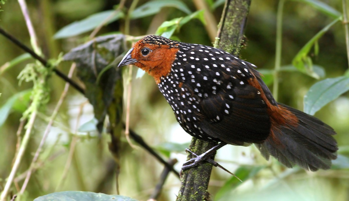 Ocellated Tapaculo - ML55723861