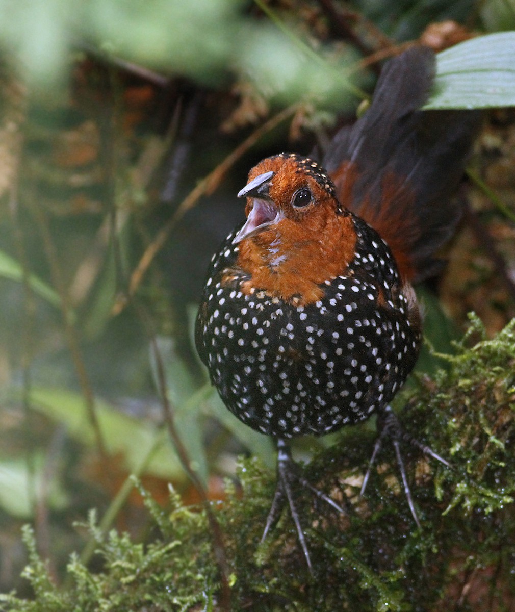 Ocellated Tapaculo - ML55723961