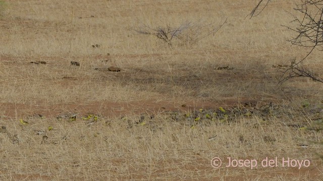 Sudan Golden Sparrow - ML557241061