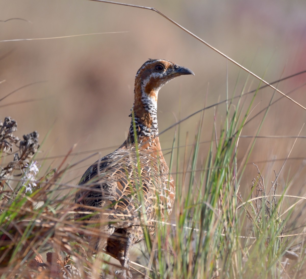 Red-winged Francolin - ML557241651