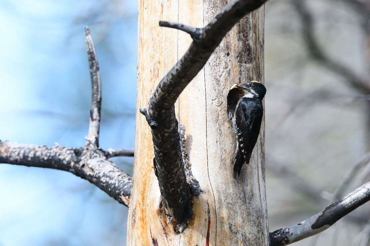 Black-backed Woodpecker - ML557242811