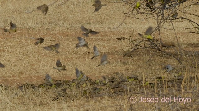 Sudan Golden Sparrow - ML557247511