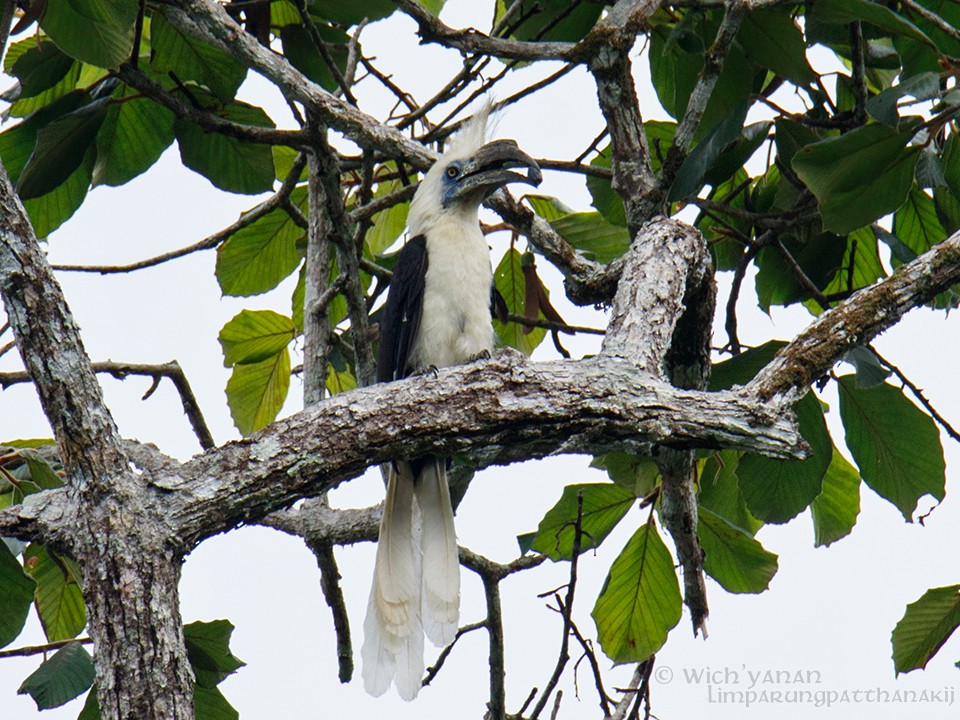White-crowned Hornbill - Wich’yanan Limparungpatthanakij