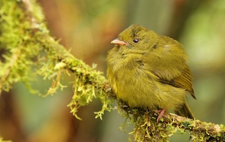  - Golden-winged Manakin