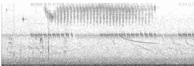 Çekirge Sesli Çayır Serçesi - ML557255261